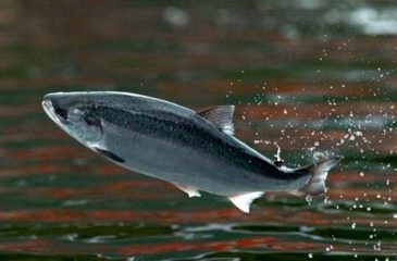Poisson migrateurs (saumon) _ Source Journées Mondiales